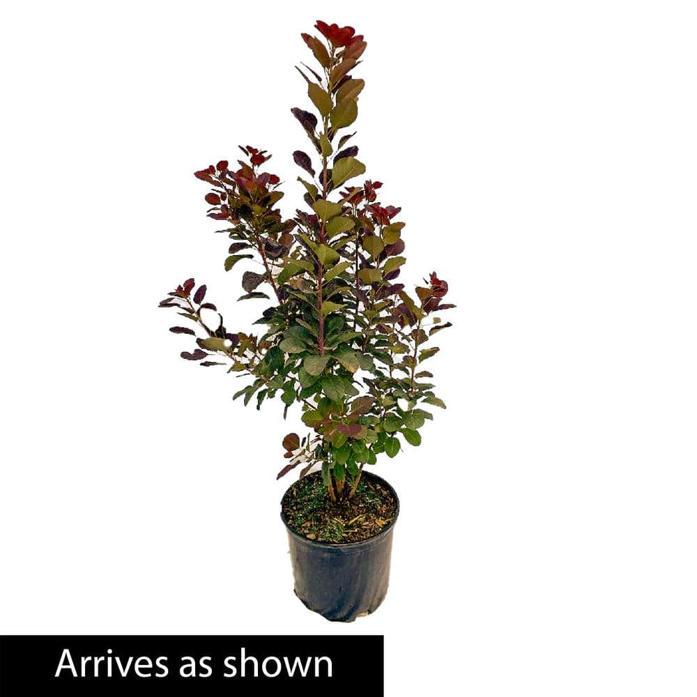 3 Gal. Pot Royal Purple Smoketree Ormanental Shrub Grown (1-Pack) - Hercitys
