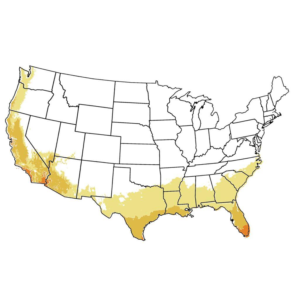 5 Gal. Red Flowering Bottlebrush Tree - Hercitys