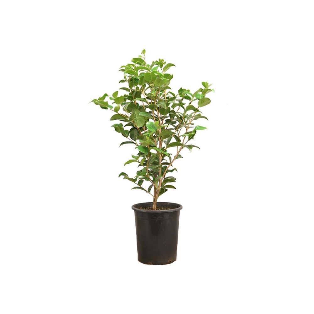 #5 Container Kramers Supreme Camellia Plant - Hercitys