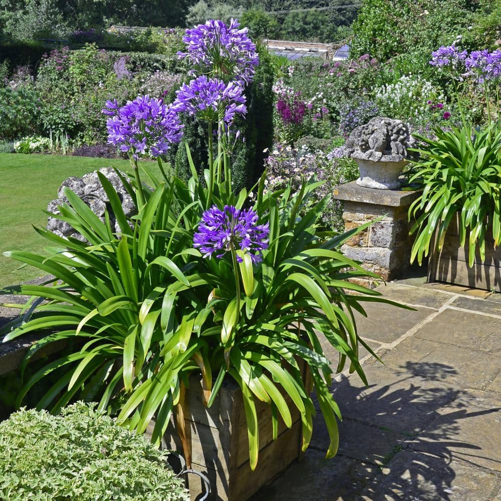 1 gal. Agapanthus Plant with Purple Flowers - Hercitys