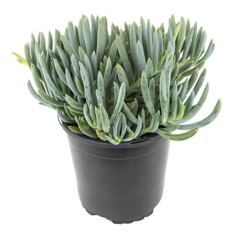 1 Gal. Senecio Mandraliscae Blue Chalk Sticks in Grow Pot Single - Hercitys