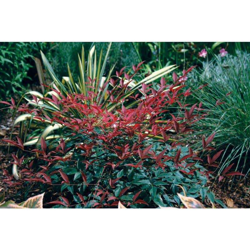 2.5 Qt. Flirt Nandina, Live Evergreen Groundcover Shrub, Deep Red New Foliage - Hercitys