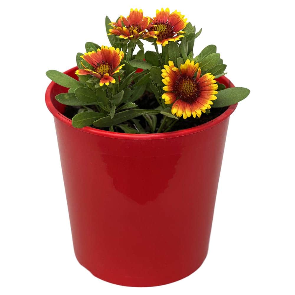 2.5 qt. Gaillardia Yellow Plant Touch in Grower’s Pot (2-Packs) - Hercitys