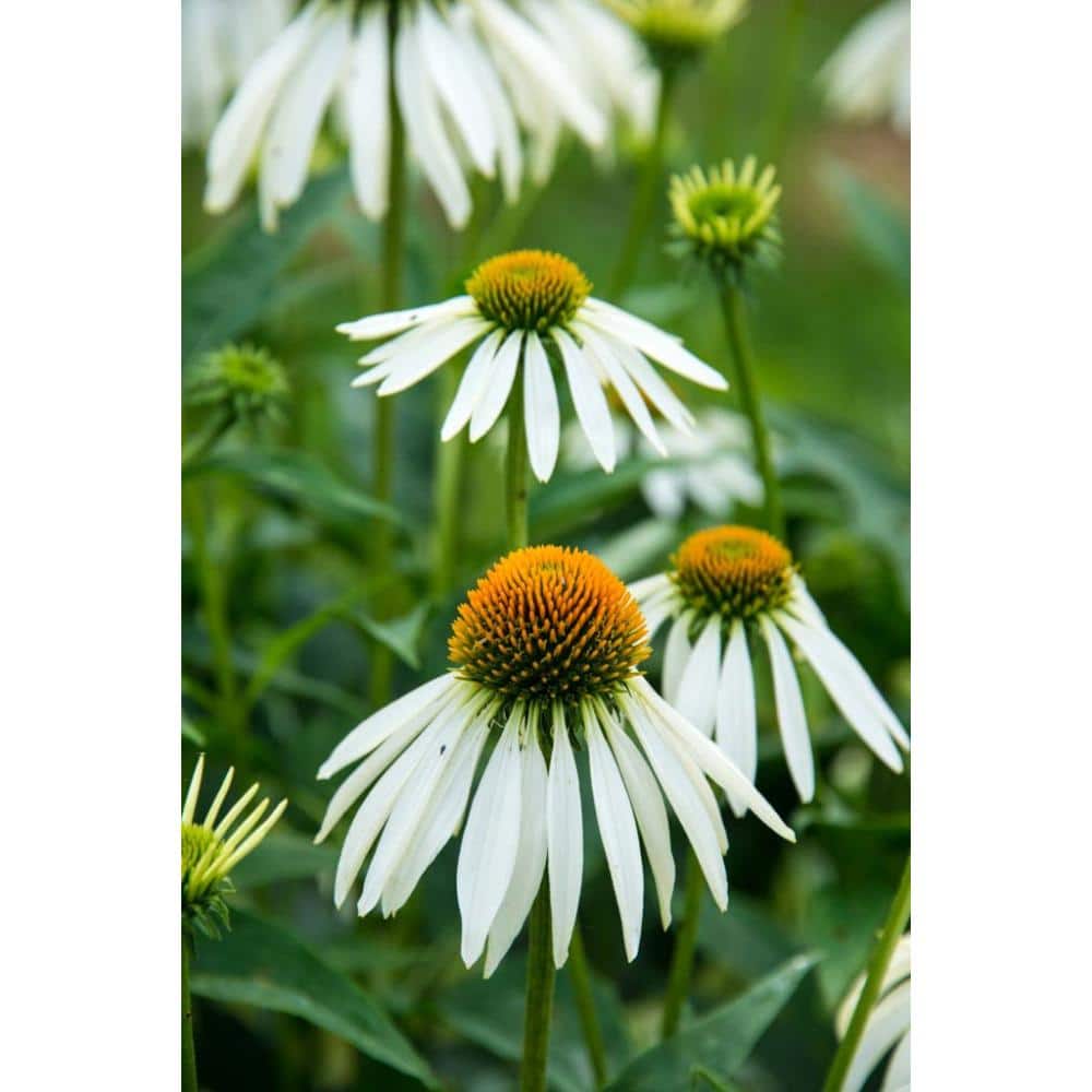 1 Gal. Pot, White Swan Coneflower Flowering Perennial Plant (1-Pack) - Hercitys