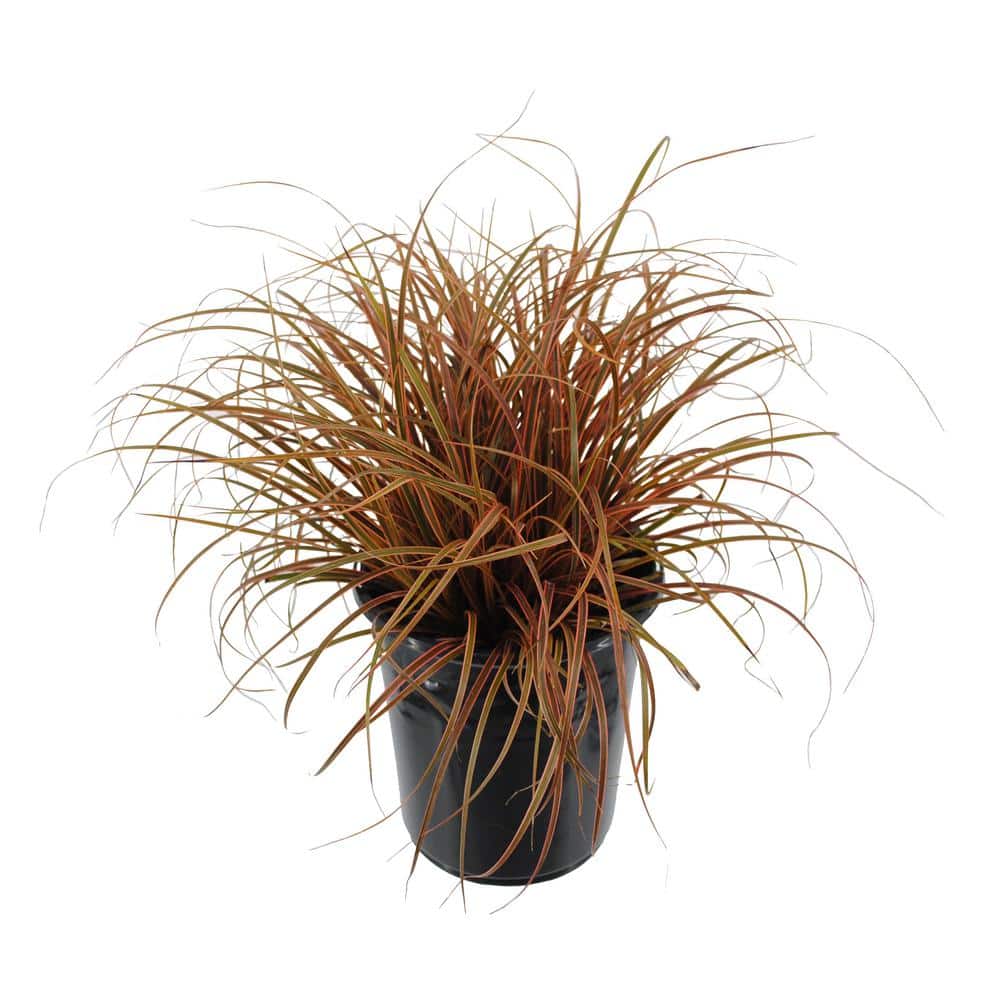 2.5 qt. Perennial Grass Uncinia Rubra Belinda’s Find - Hercitys