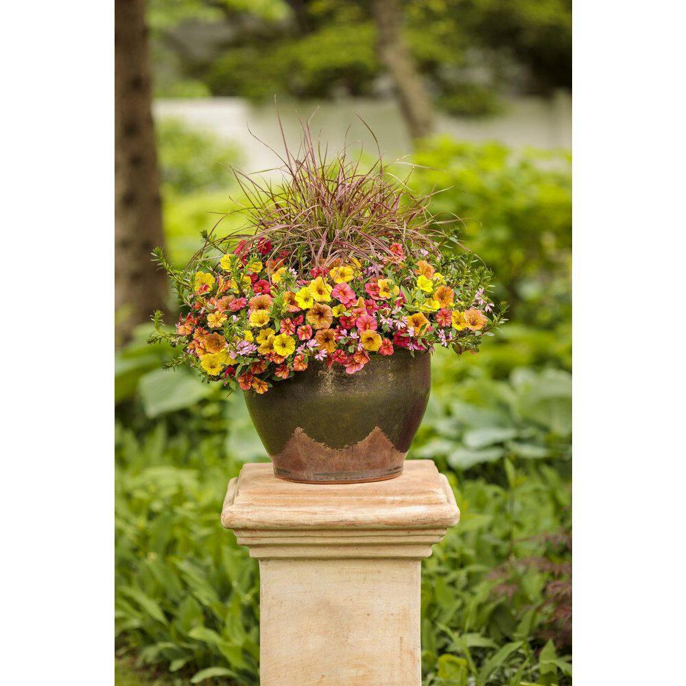 4.25 in. Eco+Grande Whirlwind Pink Fan Flower (Scaevola) Live Plant, Pink Flowers (4-Pack) - Hercitys