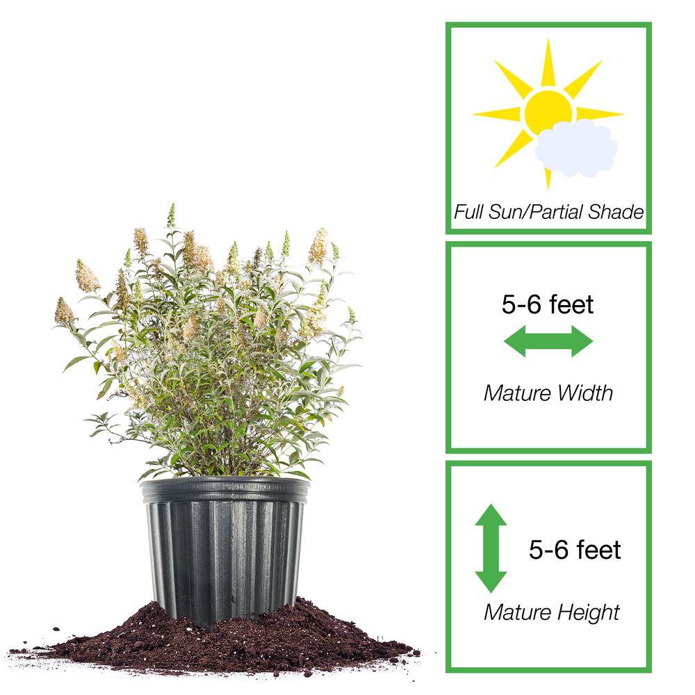 1 Gal. White Profusion Butterfly Bush in Grower’s Pot - Hercitys