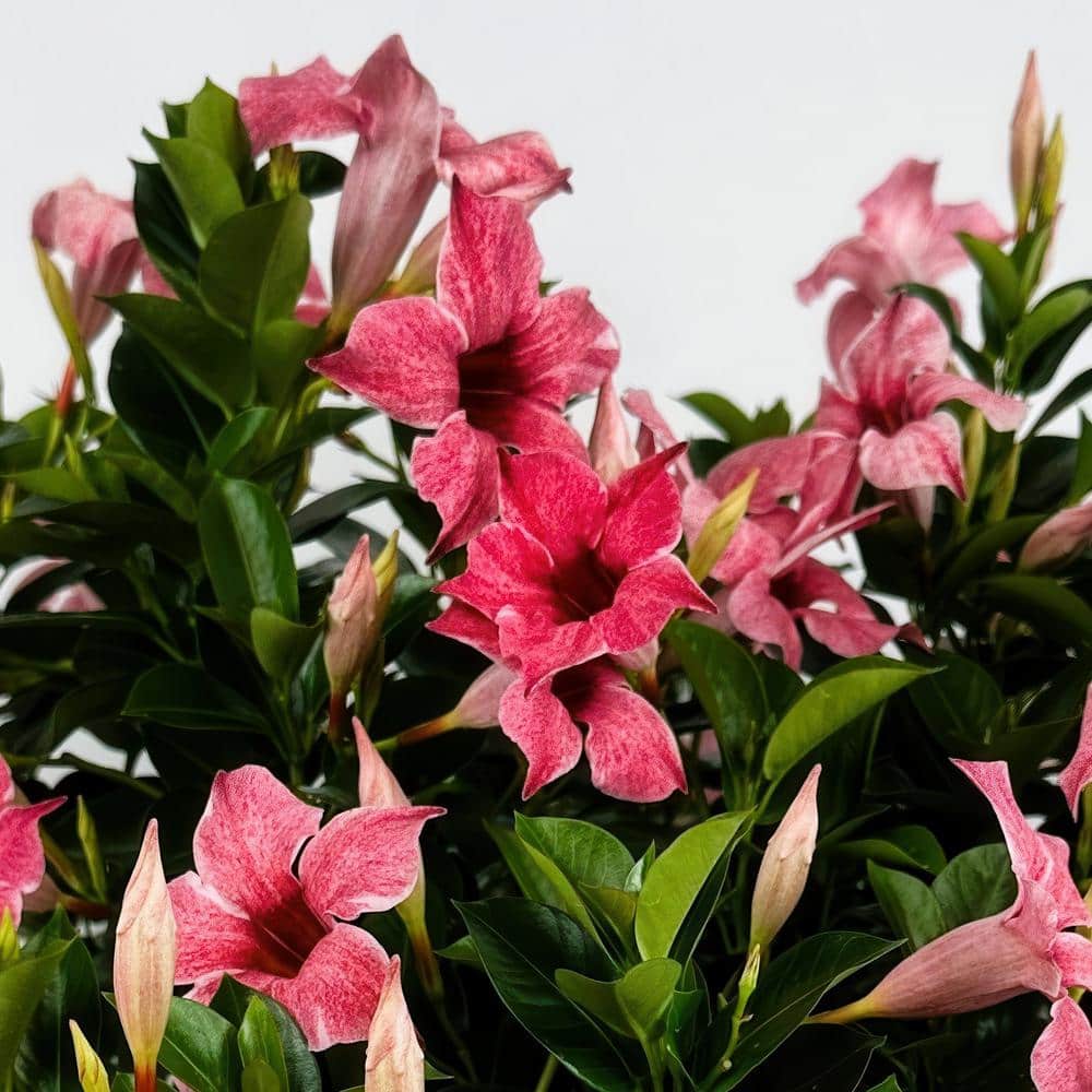 4 in. Mandevilla Mauvelous Summer Trumpet Vine Annual Plant with Mauve Flowers (3-Pack) - Hercitys