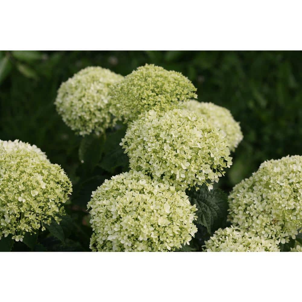 1 Gal. Invincibelle Limetta Smooth Hydrangea (Arborescens) Live Shrub, Green-White Flowers - Hercitys