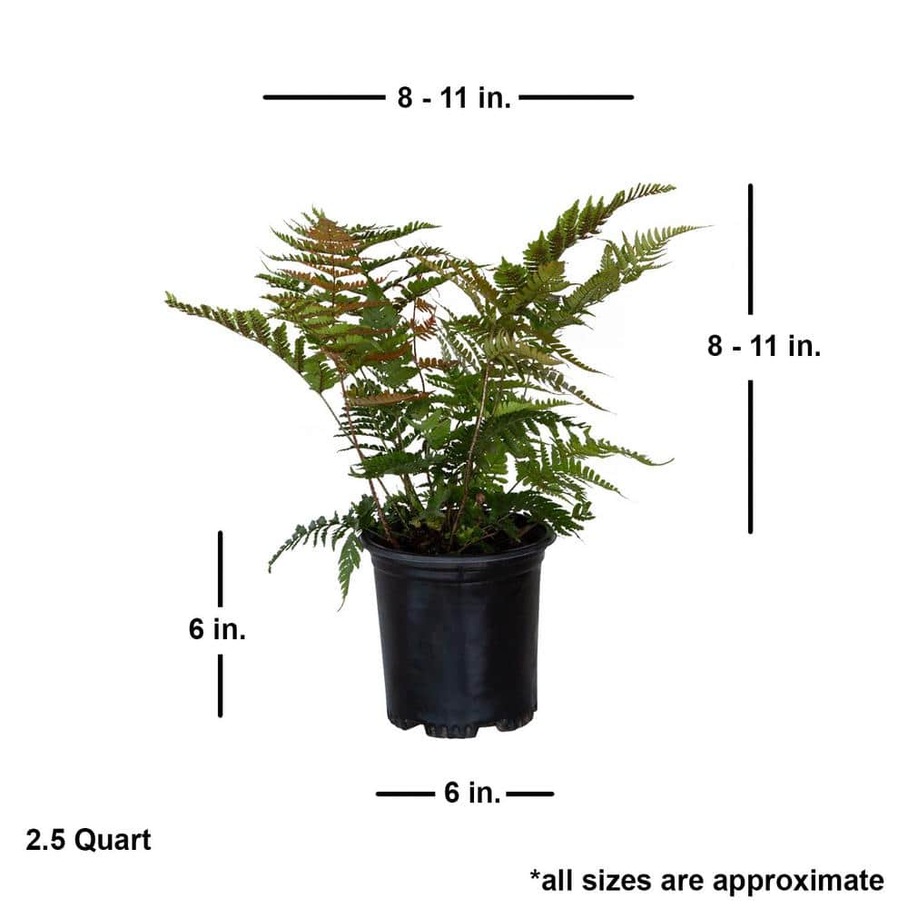 2.5 Qt. Autumn Fern, Live Evergreen Plant, Copper and Green Foliage - Hercitys