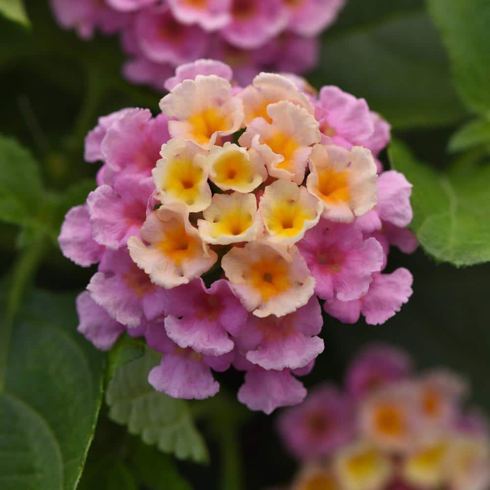 2.5 in. Lantana Bloomify Pink Plant in Grower Container (3-Piece) - Hercitys