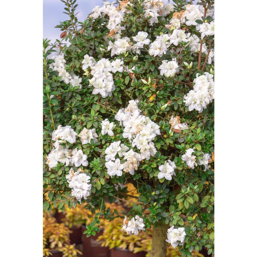 1 Gal. Autumn Moonlight – White Re-Blooming Compact Evergreen Shrubs - Hercitys