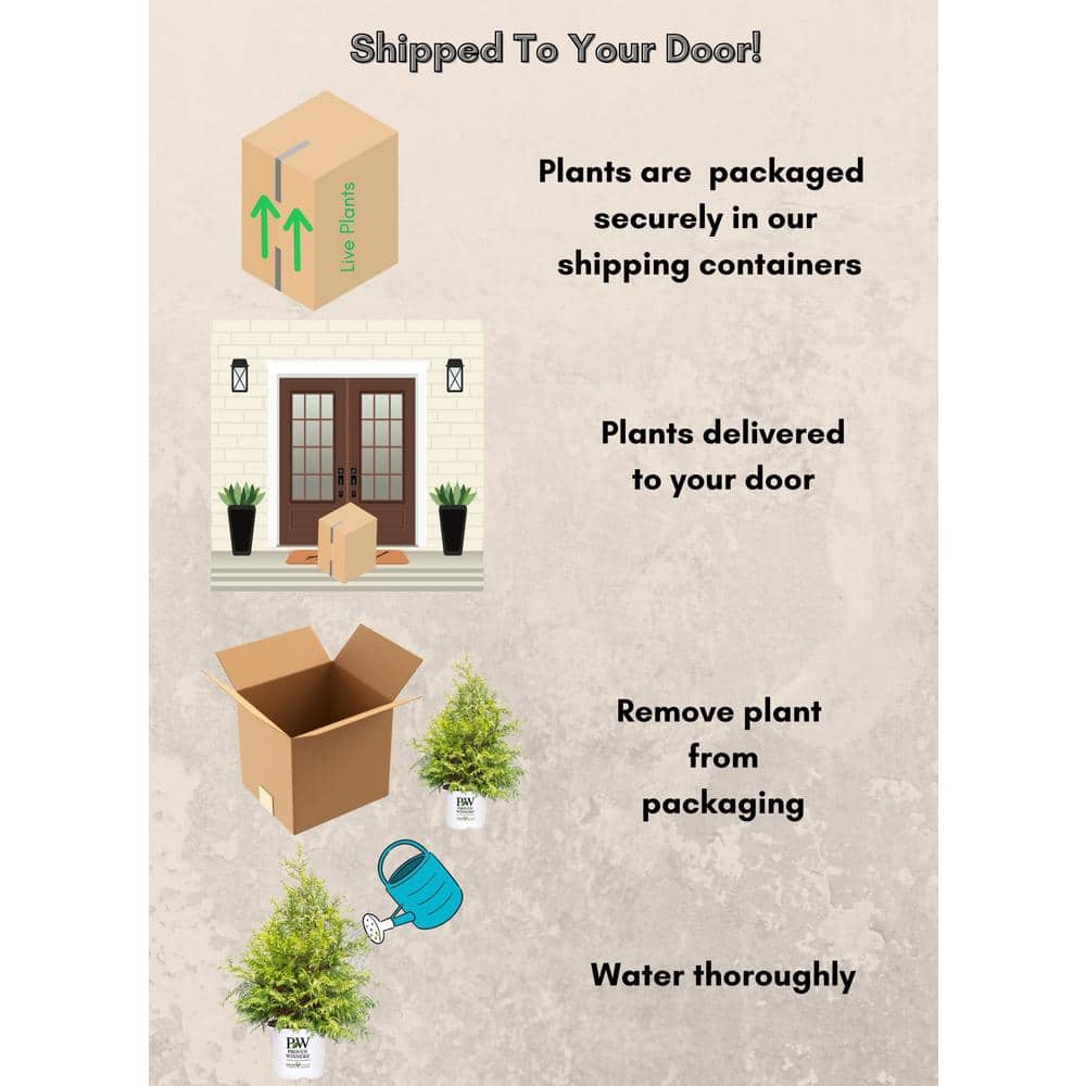 2 Gal. Soft Serve Gold False Cypress Shrub with Yellow-Gold Foliage - Hercitys