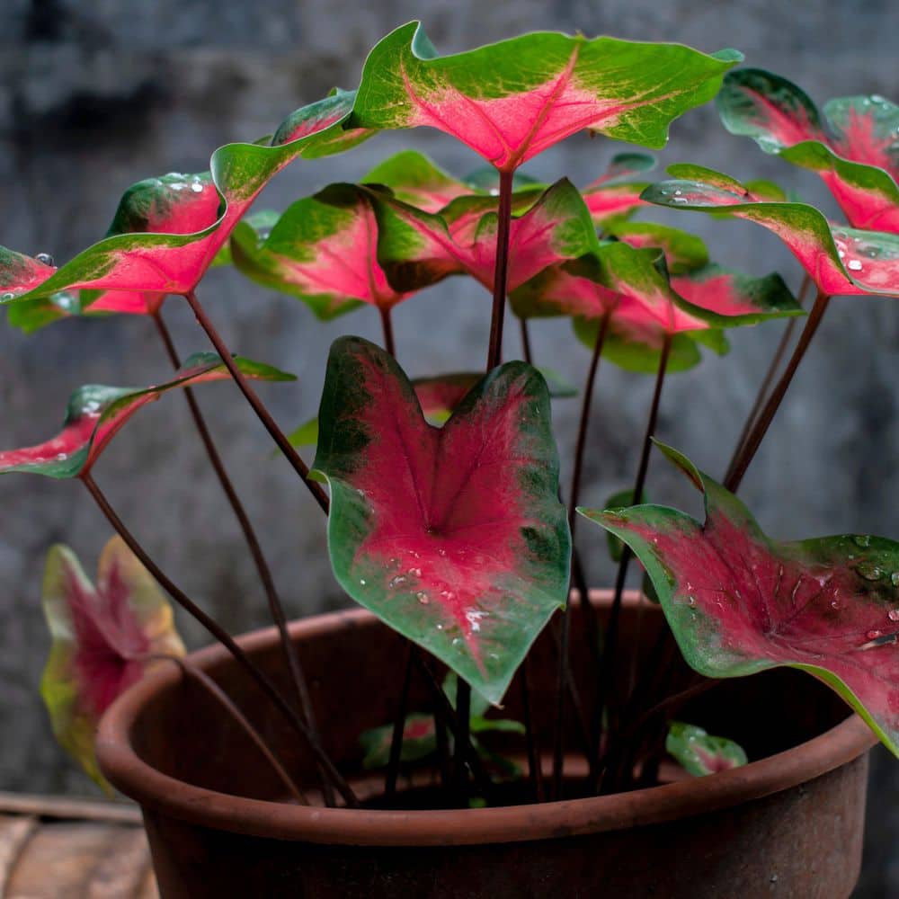 4 in. Caladium Bombshell Plant (3-Pack) - Hercitys