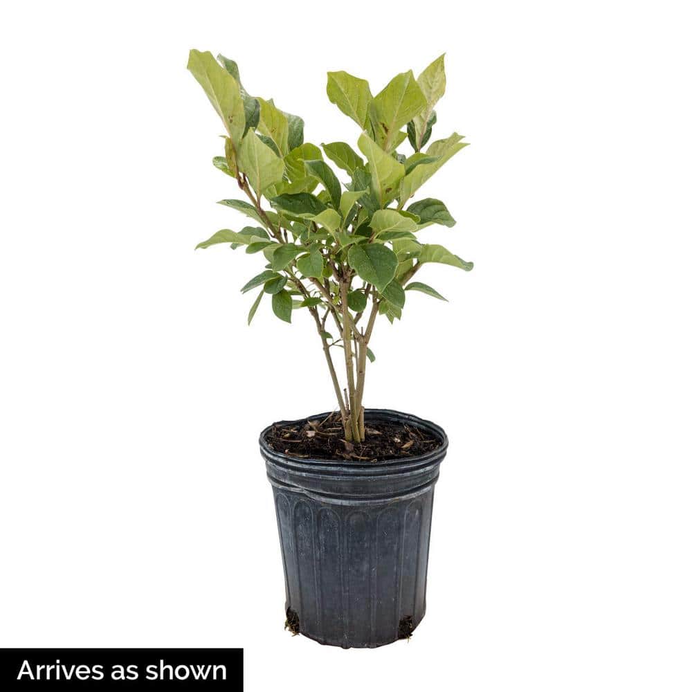 3 Gal. Pot, High Noon Peony Tree Potted Flowering Perennial Plant (1-Pack) - Hercitys