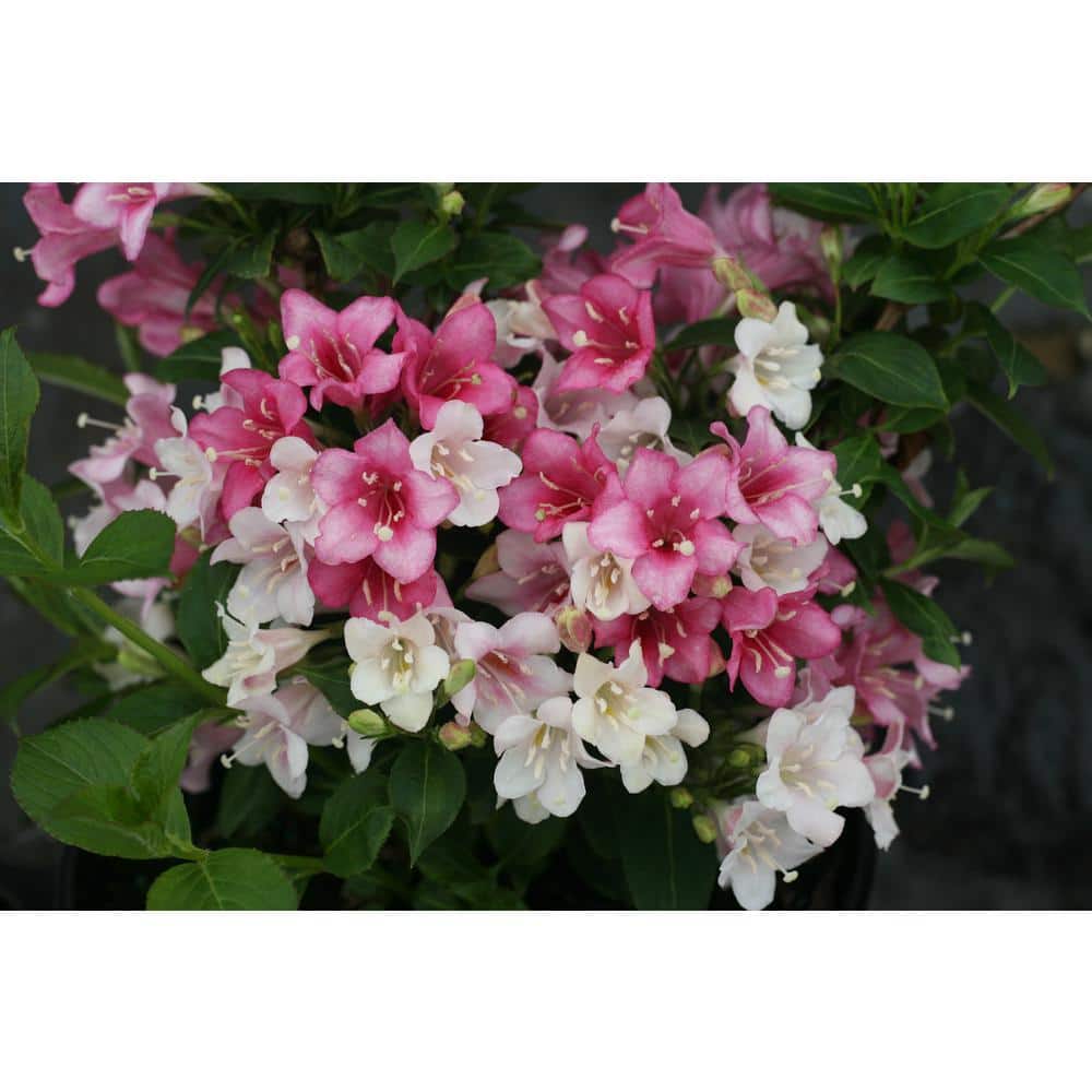 1 Gal. Czechmark Trilogy (Weigela) Live Shrub, White, Pink, and Red Flowers - Hercitys