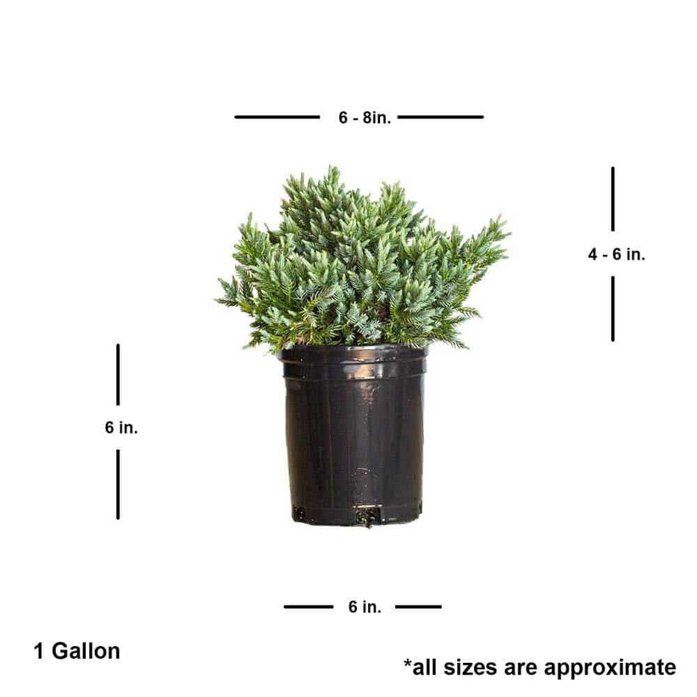 2.5 Qt. Blue Star Juniper Shrub with Low-Growing Mounded Icy Foliage - Hercitys