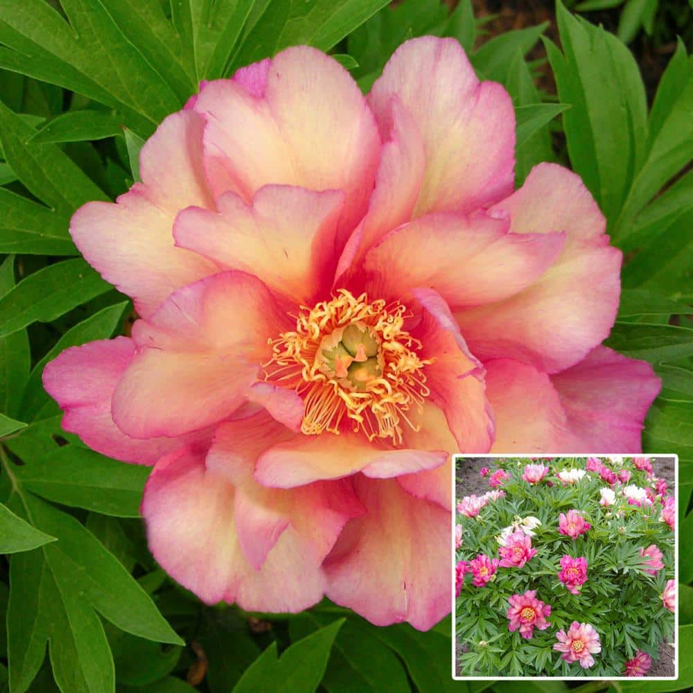 1 gal. Pot, Julia Rose Itoh Peony Deciduous Flowering Perennial Starter Plant (1-Pack) - Hercitys