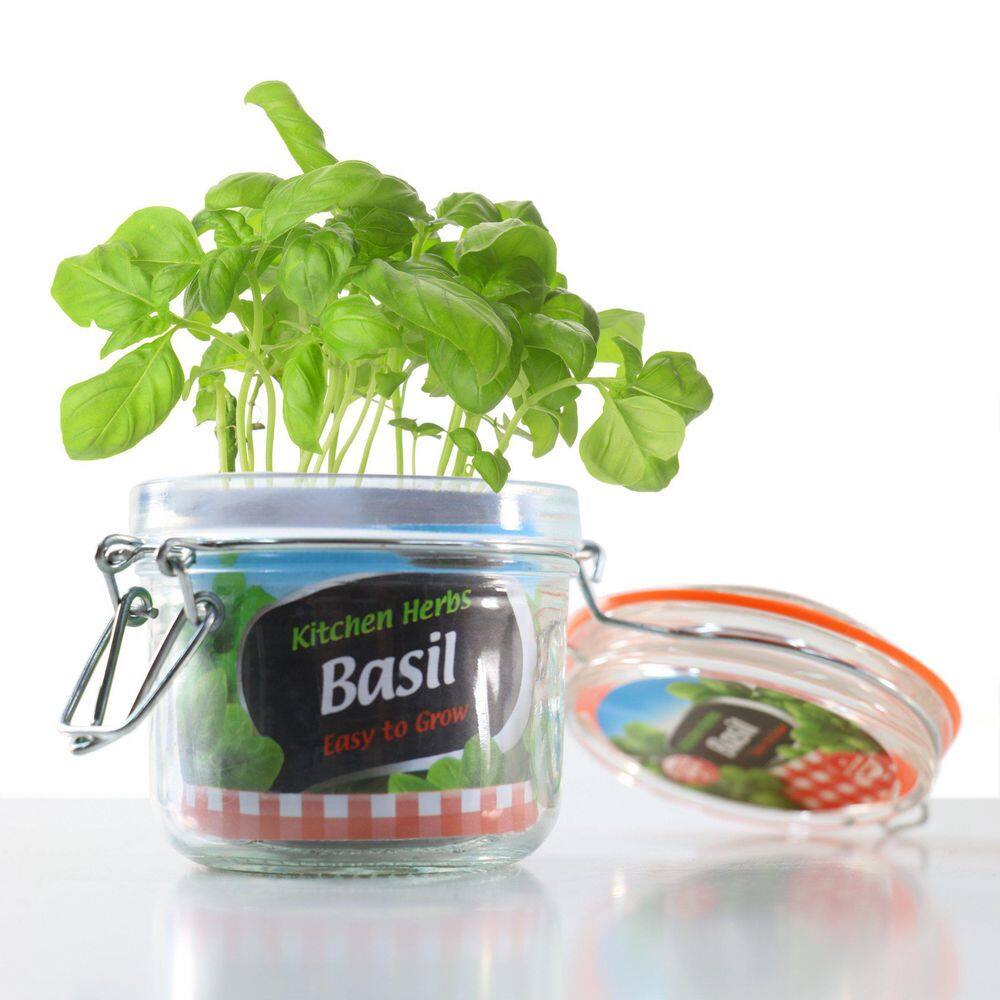 3.3 in. Basil Culinary Kitchen Herb Seed Grow Kit - Hercitys
