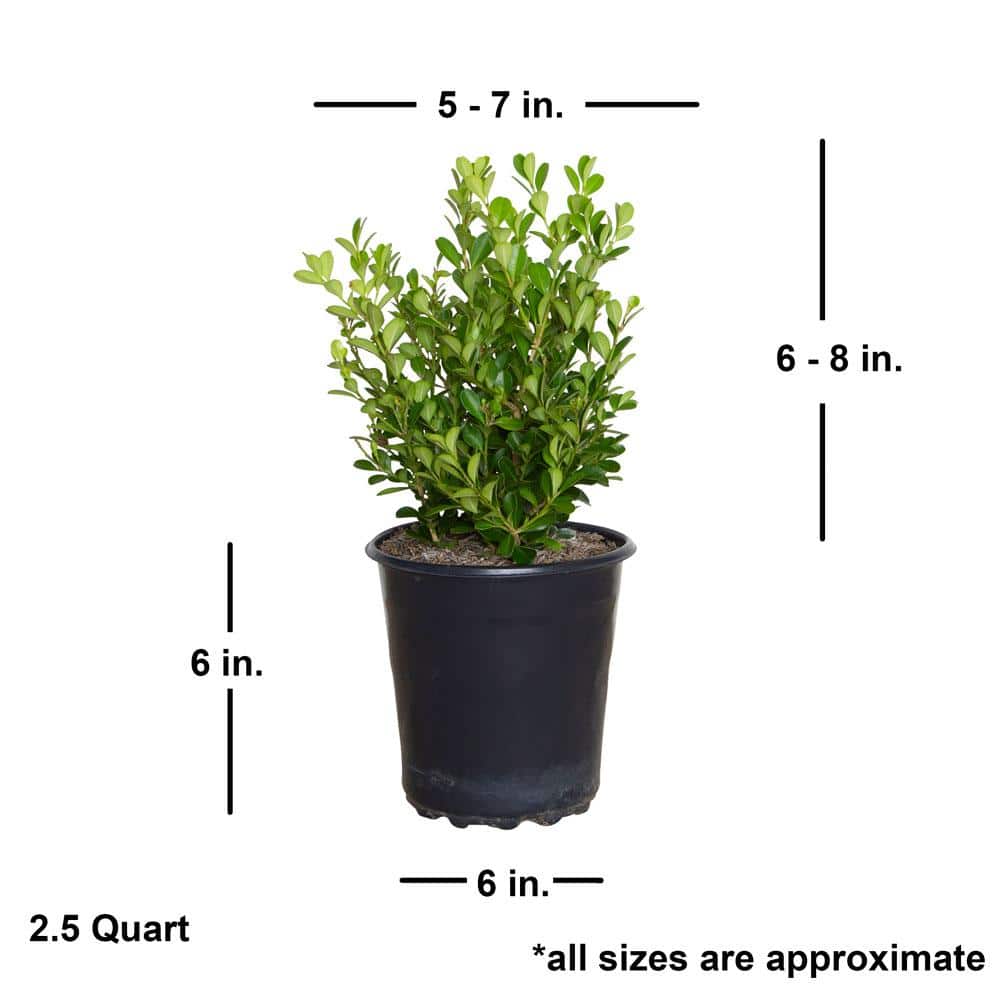 2.5 Qt. Japanese Boxwood (Buxus) Shrub, Live Evergreen Hedge Plant with Green Deer-Resistant Foliage - Hercitys