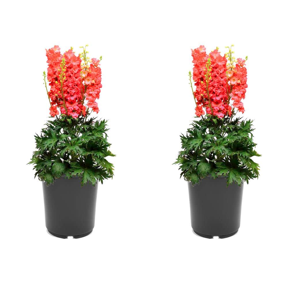 2.5 qt. Perennial Delphinium e. Red Lark (2-Pack) - Hercitys