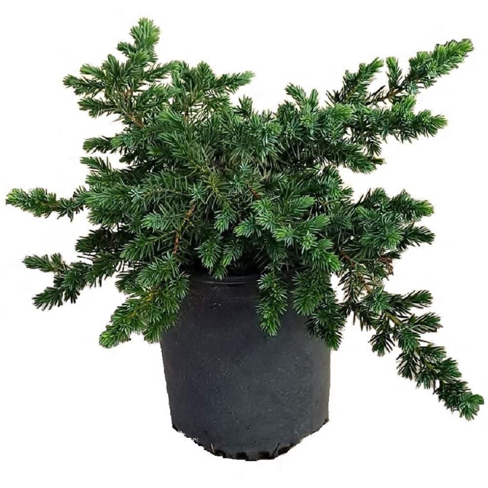 2.5 Qt. Blue Pacific Juniper – Evergreen Groundcover Plant - Hercitys