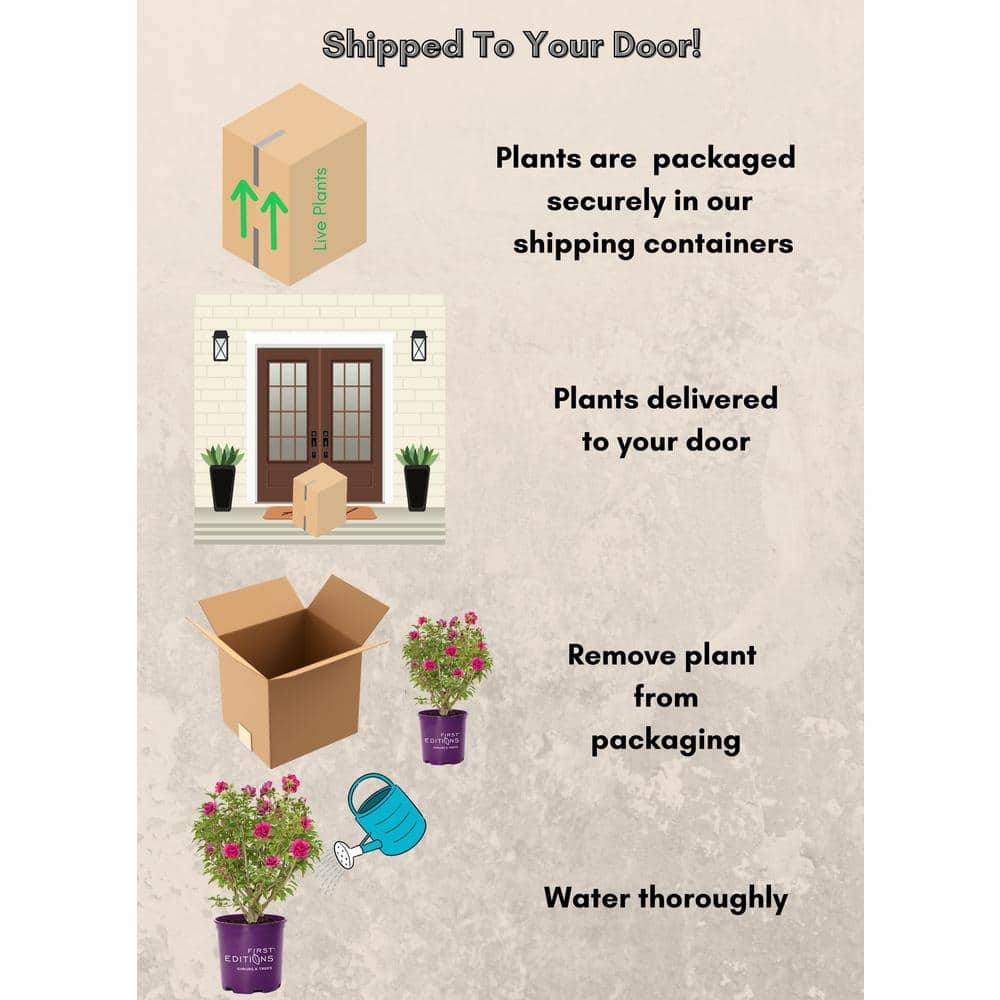 2 Gal. French Cabaret Red Hibiscus Flowering Shrub with Red Double Blooms - Hercitys