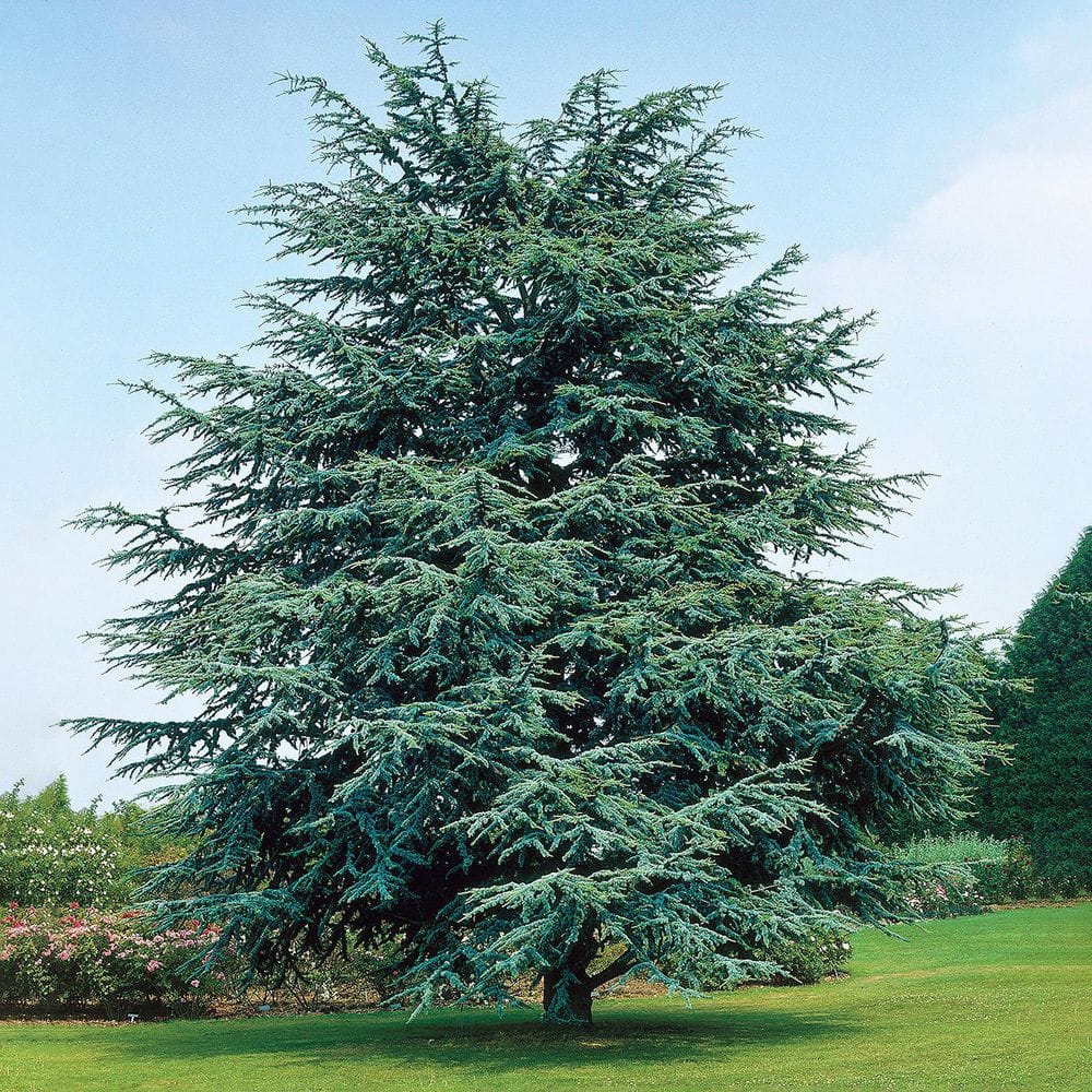 3 Gal. Pot, Electric Blue Upright Deodora Cedar Potted Evergreen Tree (1-Pack) - Hercitys