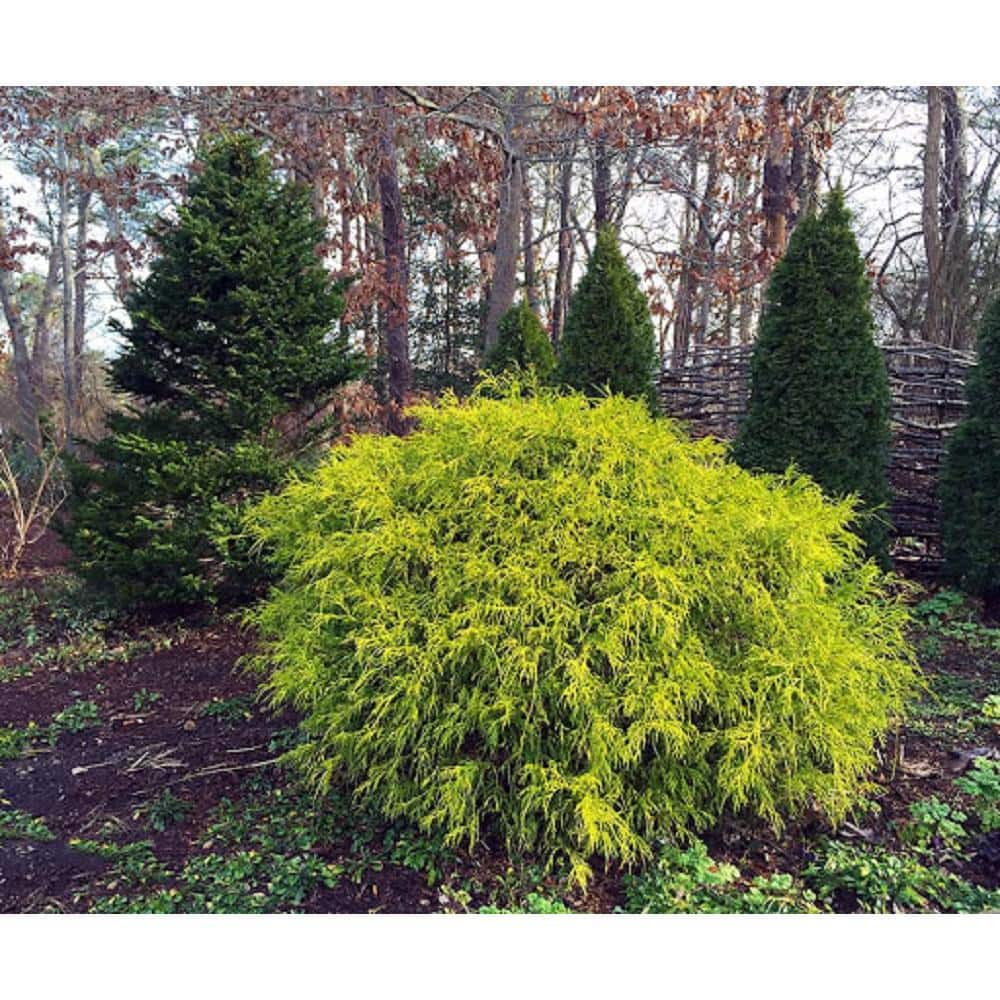 1 Gal. Chamaecyparis Gold Mop Live Evergreen Shrub - Hercitys