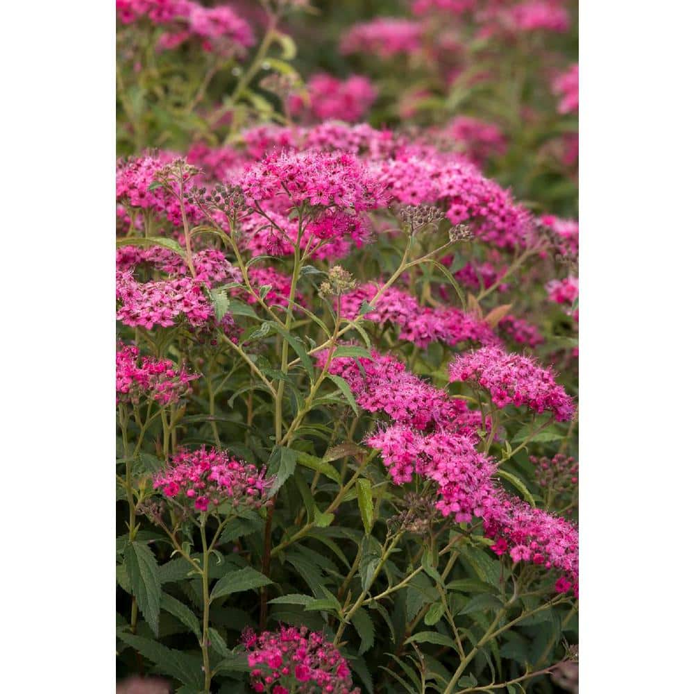3 Gal. Neon Flash Spirea Live Flowering Shrub Plant with Dark Pink Blooms - Hercitys
