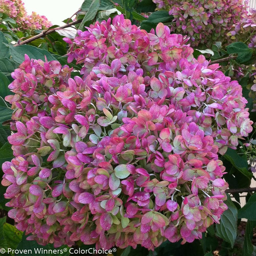 4.5 in. Qt. Little Lime Hardy Hydrangea (Paniculata) Live Shrub, Green to Pink Flowers - Hercitys
