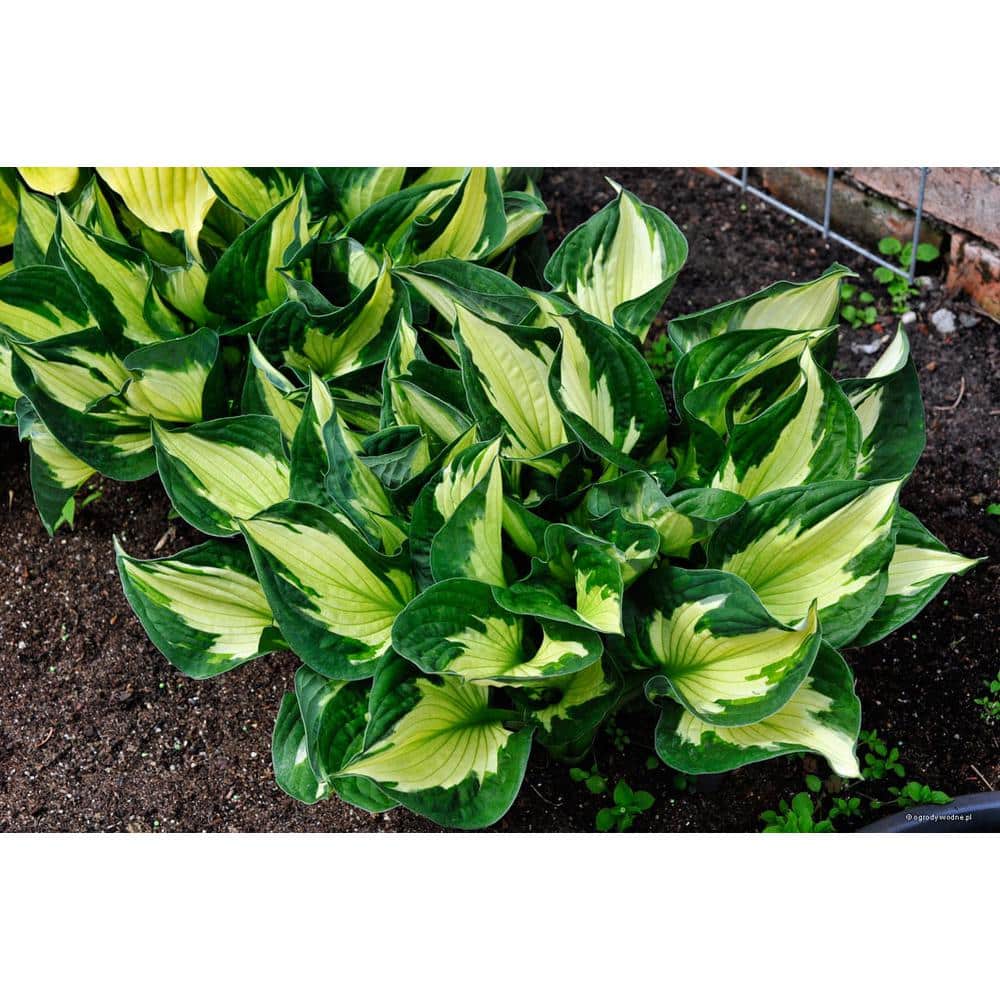 1.0 qt. Perennial Hosta Yellow Variegated (2-Pack) - Hercitys