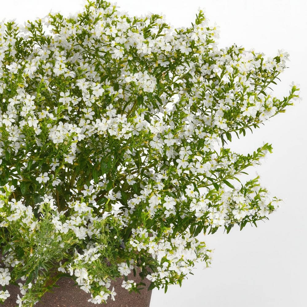 2.5 in. Cuphea Enchantia White Perennial Plant with White Flowers (3-Pack) - Hercitys