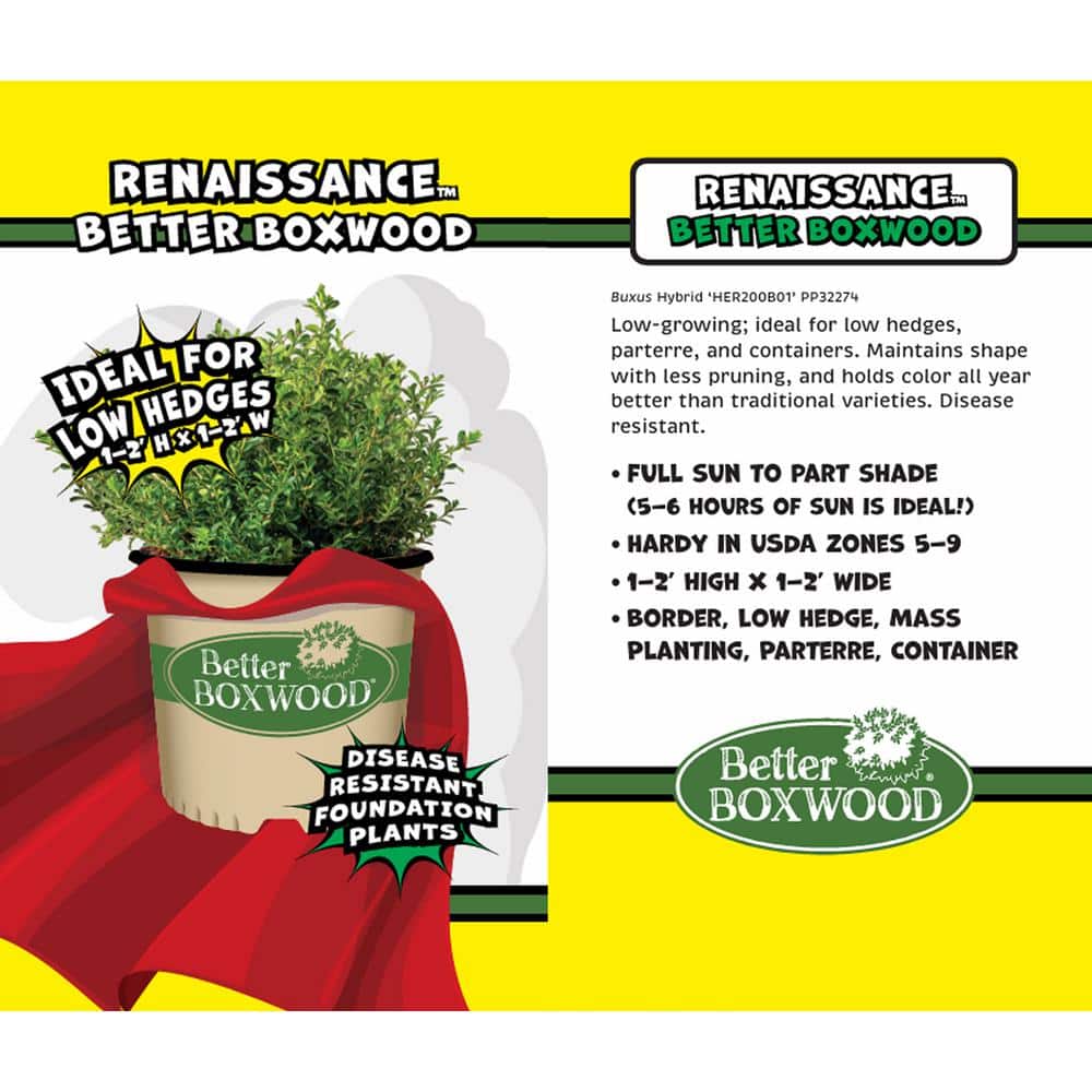 1 Gal. Renaissance Boxwood Shrub - Hercitys