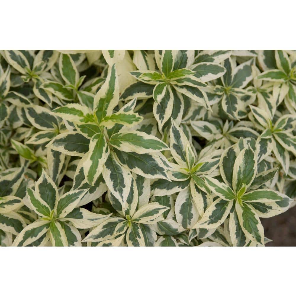 2 Gal. Cool Splash Dwarf Bush Honeysuckle Live Shrub with Variegated Foliage Bright Yellow Flowers - Hercitys