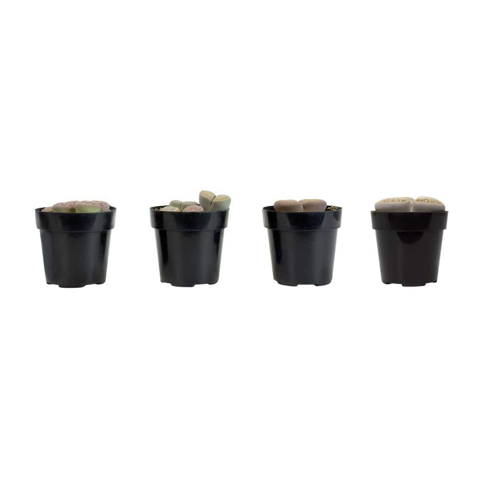 2.5 in. Lithops Plant Collection (4-Pack) - Hercitys