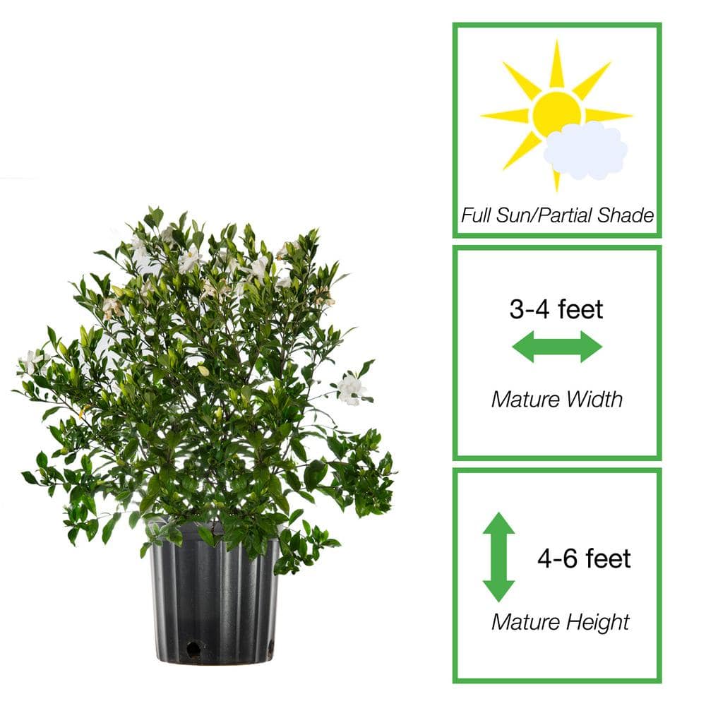 3 Gal. Flowering Fragrant August Beauty Gardenia Shrub (2-Pack) - Hercitys