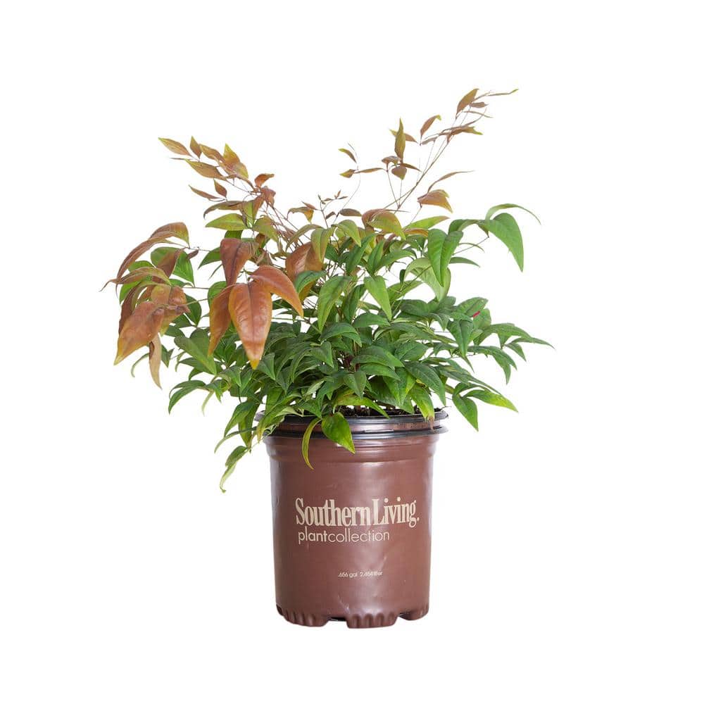 2.5 Qt. Blush Pink Nandina, Live Evergreen Shrub, Pink to Red Blushing Foliage - Hercitys