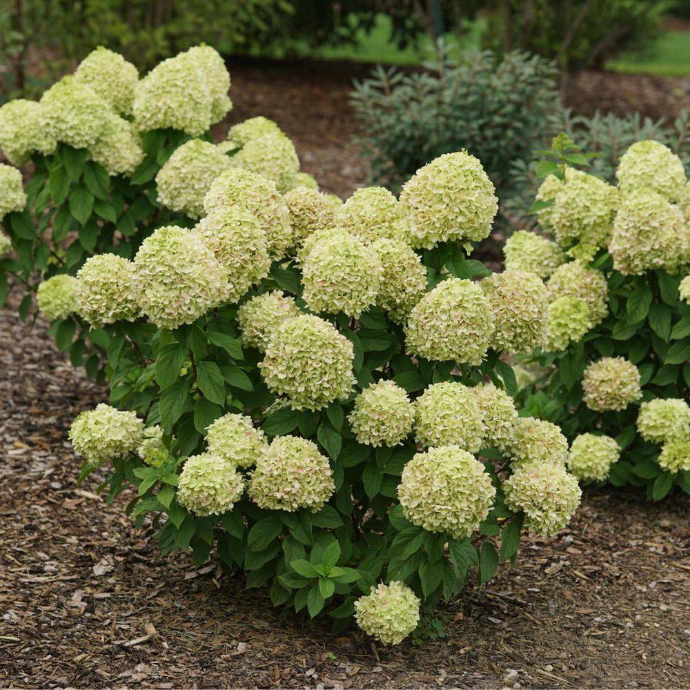 4.5 in. qt. Powerball Panicle Hydrangea (Paniculata) Live Flowering Shrub with Green, White and Pink Flowers - Hercitys