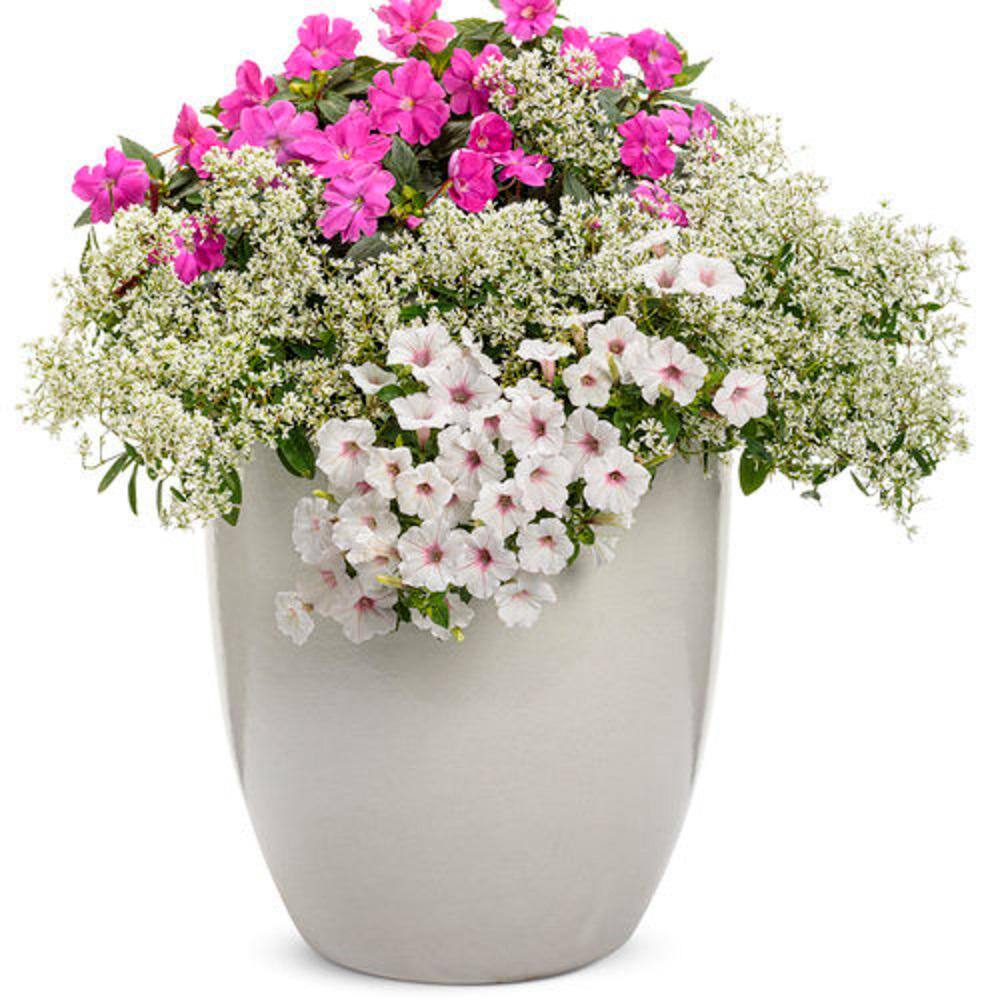 4.25 in. Grande Supertunia Vista Silverberry (Petunia) Live Plants, White & Pink Flowers white w/lavender vein (4-Pack) - Hercitys