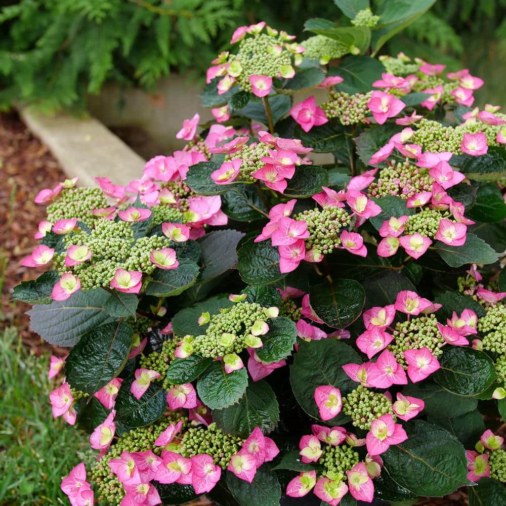 4.5 in. Qt. Tuff Stuff Top Fun Reblooming Mountain Hydrangea (Serrata) Flowering Shrub with Pink Purple, or Blue Flowers - Hercitys