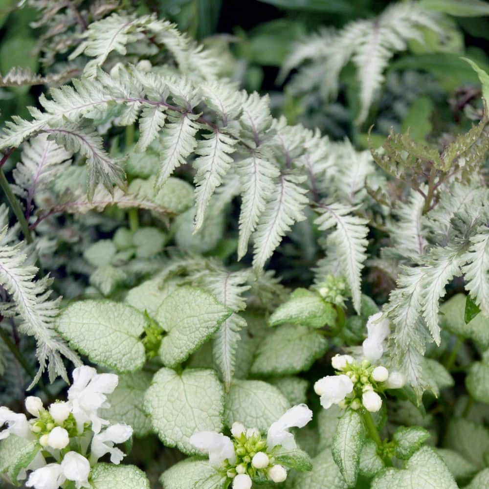5.5 in. Pearly White Painted Fern Plant - Hercitys