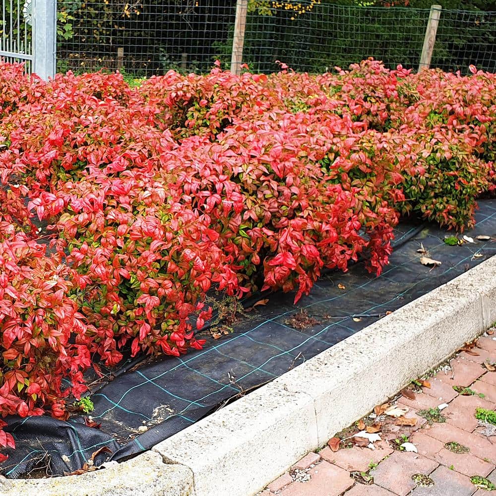 3 Gal. Nandina Firepower – Heavenly Bamboo Shrub (2-Pack) - Hercitys