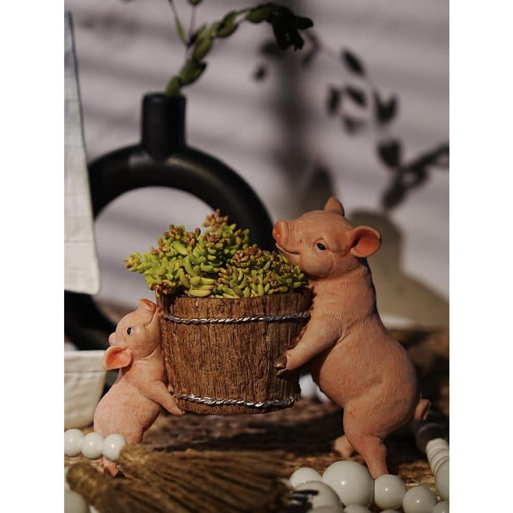 5 Stonecrop Sedum Plants in 5 Separate in. Pots (5-Pack) - Hercitys