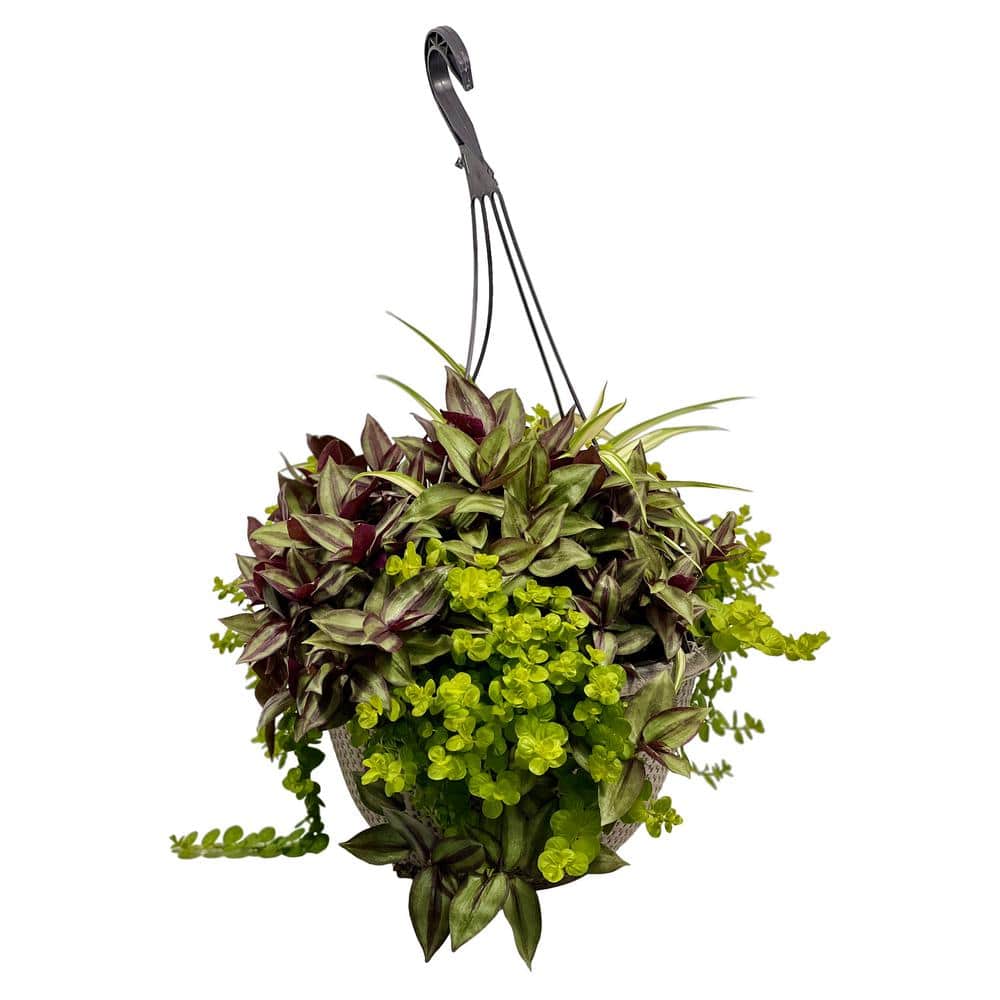 12 HB Chlorophytum Tradescantia Lysimachia Plant Combo in 12 in. Hanging Basket - Hercitys
