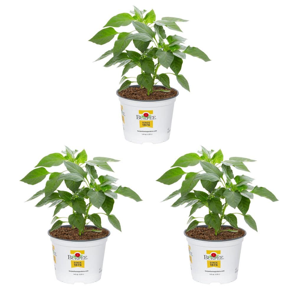 2 qt. Pepper Red Standard Green Edible Plant (3-Pack) - Hercitys