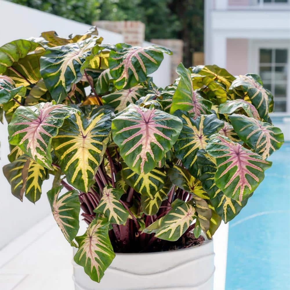 3.5 in. Colocasia Waikiki Royal Hawaiian Elephant Ear Perennial Plant (3-Pack) - Hercitys