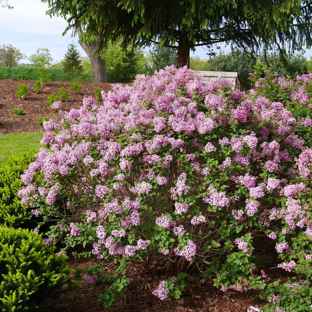 4.5 in. qt. Bloomerang Purpink Reblooming Lilac (Syringa) Flowering Shrub with Purple Pink Flowers - Hercitys