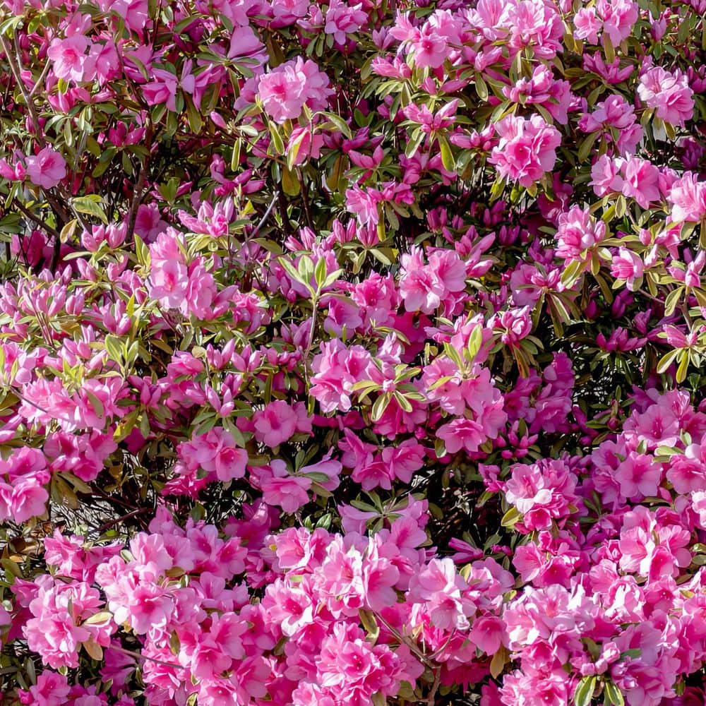 2.5 Quart Azalea ‘Pink Ruffle’ Flowering Shrub with Pink Flowers - Hercitys