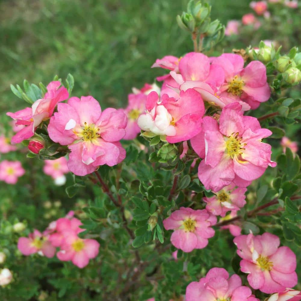 4.5 in. Qt. Happy Face Hearts Potentilla (Fruticosa) Flowering Shrub With Pink, White, and Yellow Flowers - Hercitys